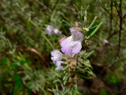 {Conradina canescens}